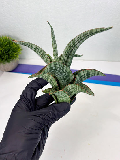 Sansevieria Azura x Marsha (Ha4) (2) | Hybrid Snake Plant