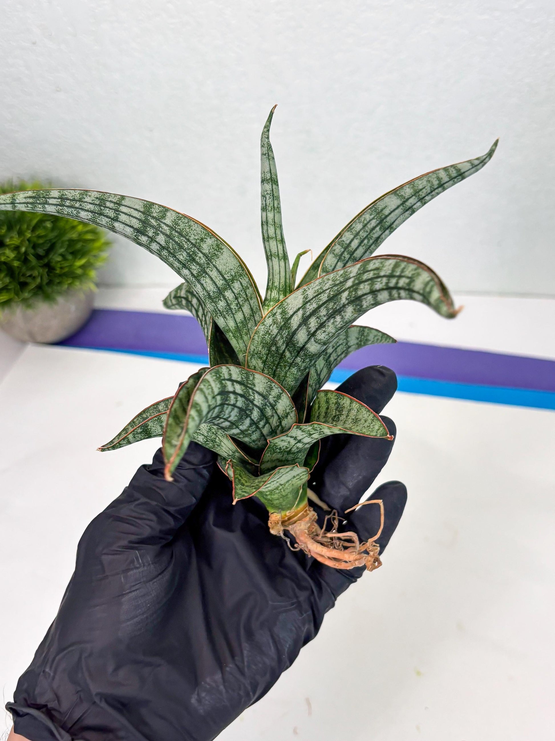 Sansevieria Azura x Marsha (Ha4) (2) | Hybrid Snake Plant