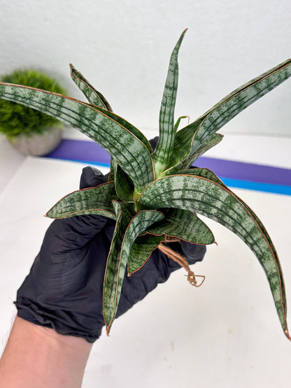 Sansevieria Azura x Marsha (Ha4) (2) | Hybrid Snake Plant