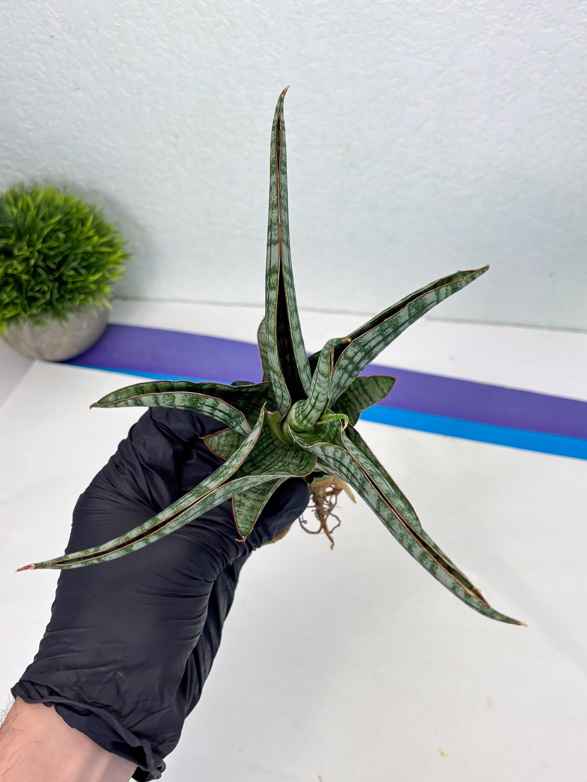 Sansevieria Azura x Marsha (Ha4) (2) | Hybrid Snake Plant