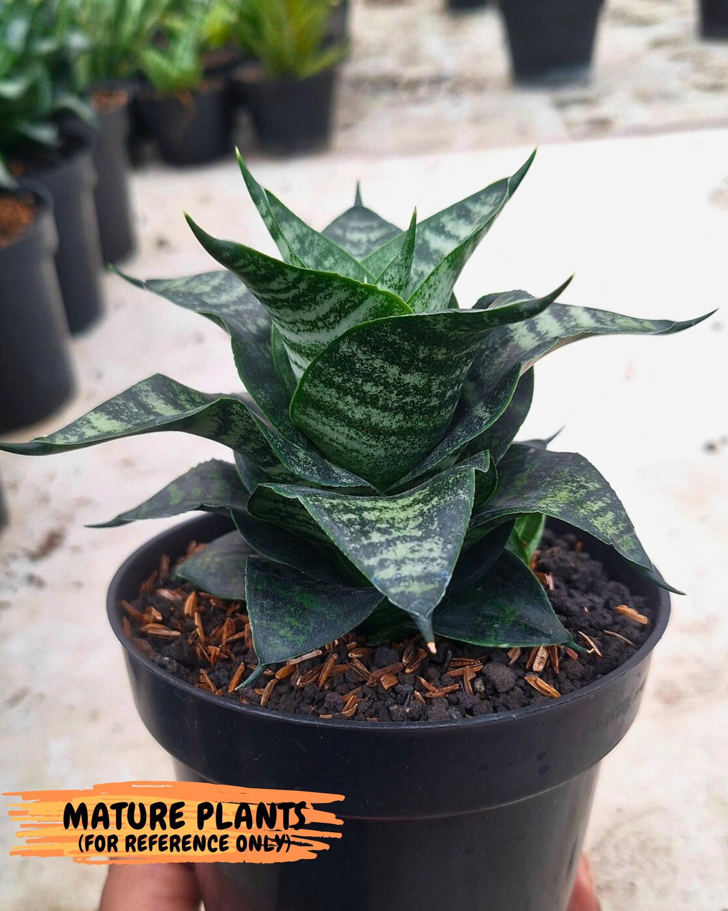 Sansevieria Marga x Caroline (ba6) (5) | Rare Collection