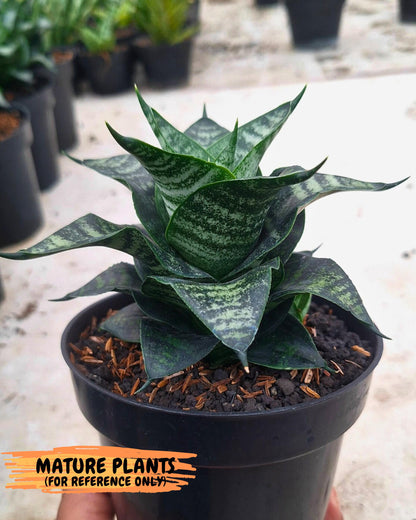Sansevieria Marga x Caroline (ba6) (5) | Rare Collection