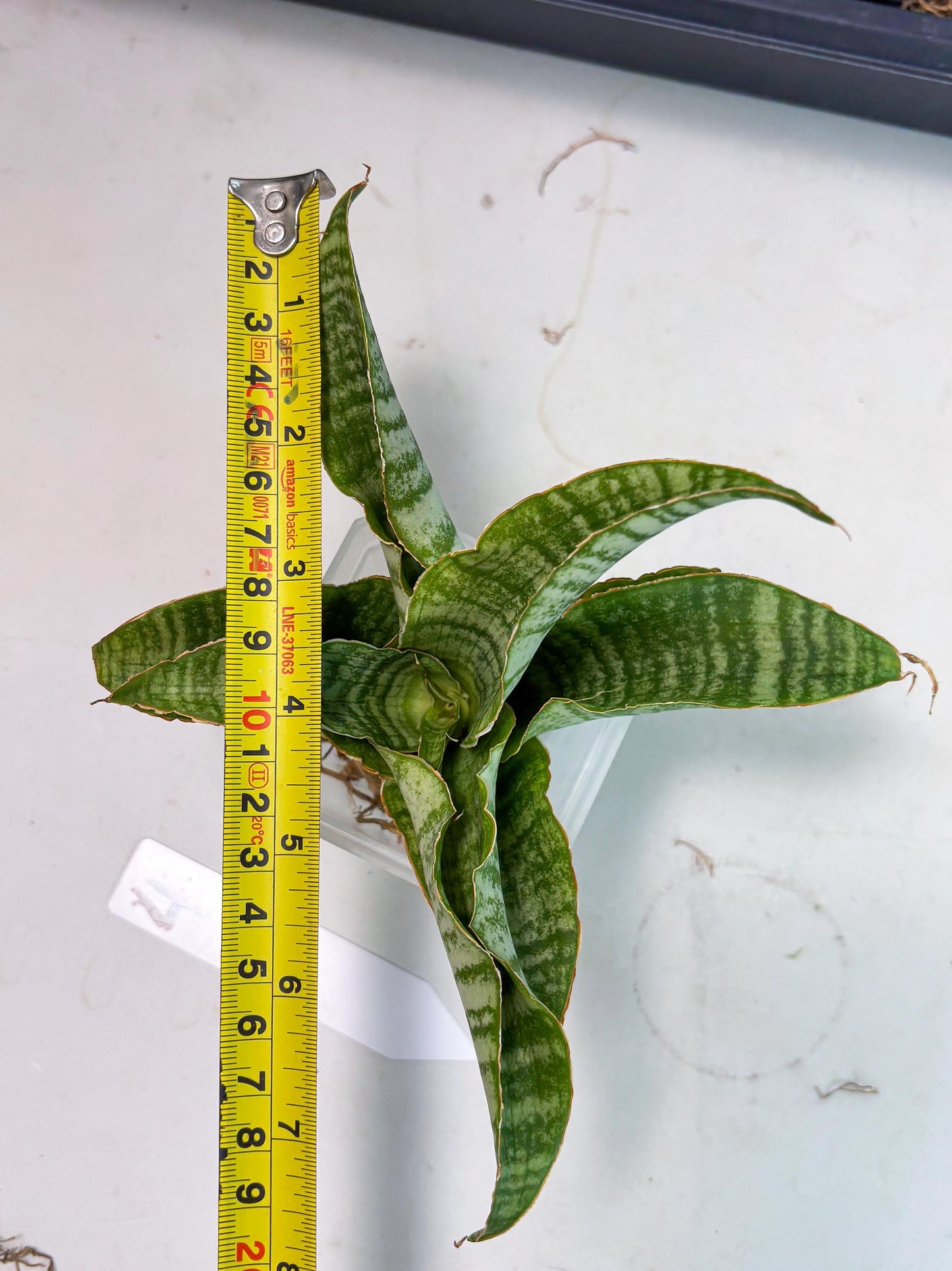 Sansevieria Tidar (Ha4) (4) | Hybrid Snake Plant