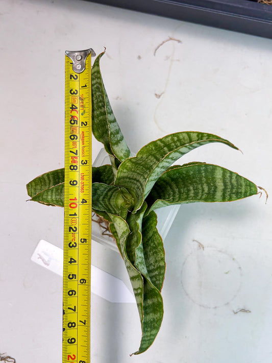 Sansevieria Tidar (Ha4) (oo) | Hybrid Snake Plant