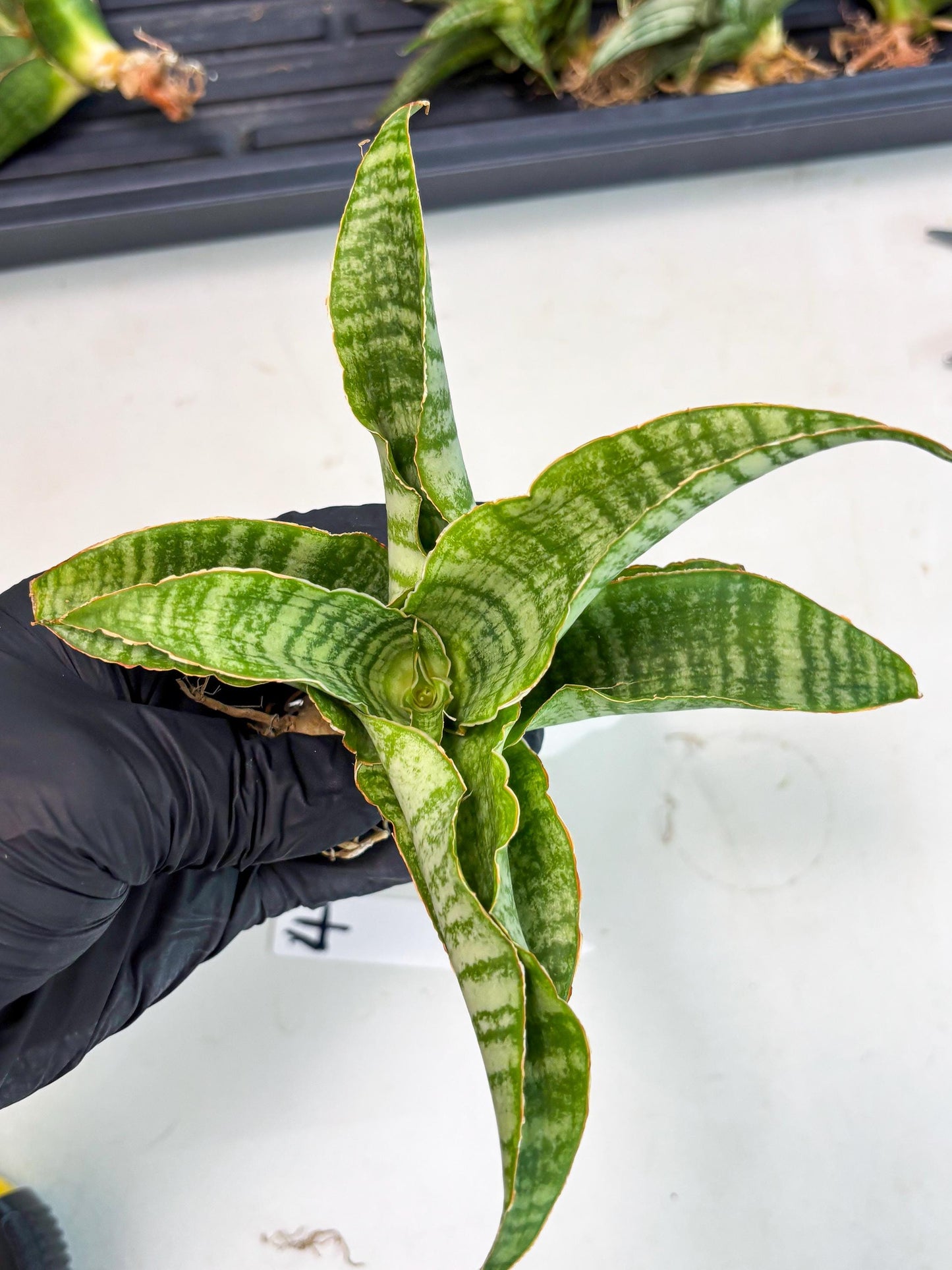 Sansevieria Tidar (Ha4) (4) | Hybrid Snake Plant