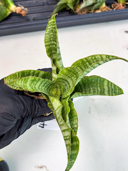 Sansevieria Tidar (Ha4) (4) | Hybrid Snake Plant