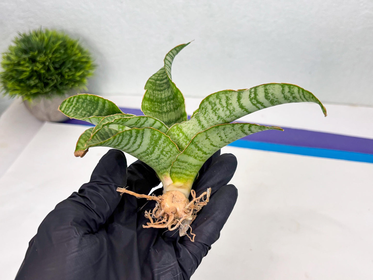 Sansevieria Tidar (Ha4) (4) | Hybrid Snake Plant