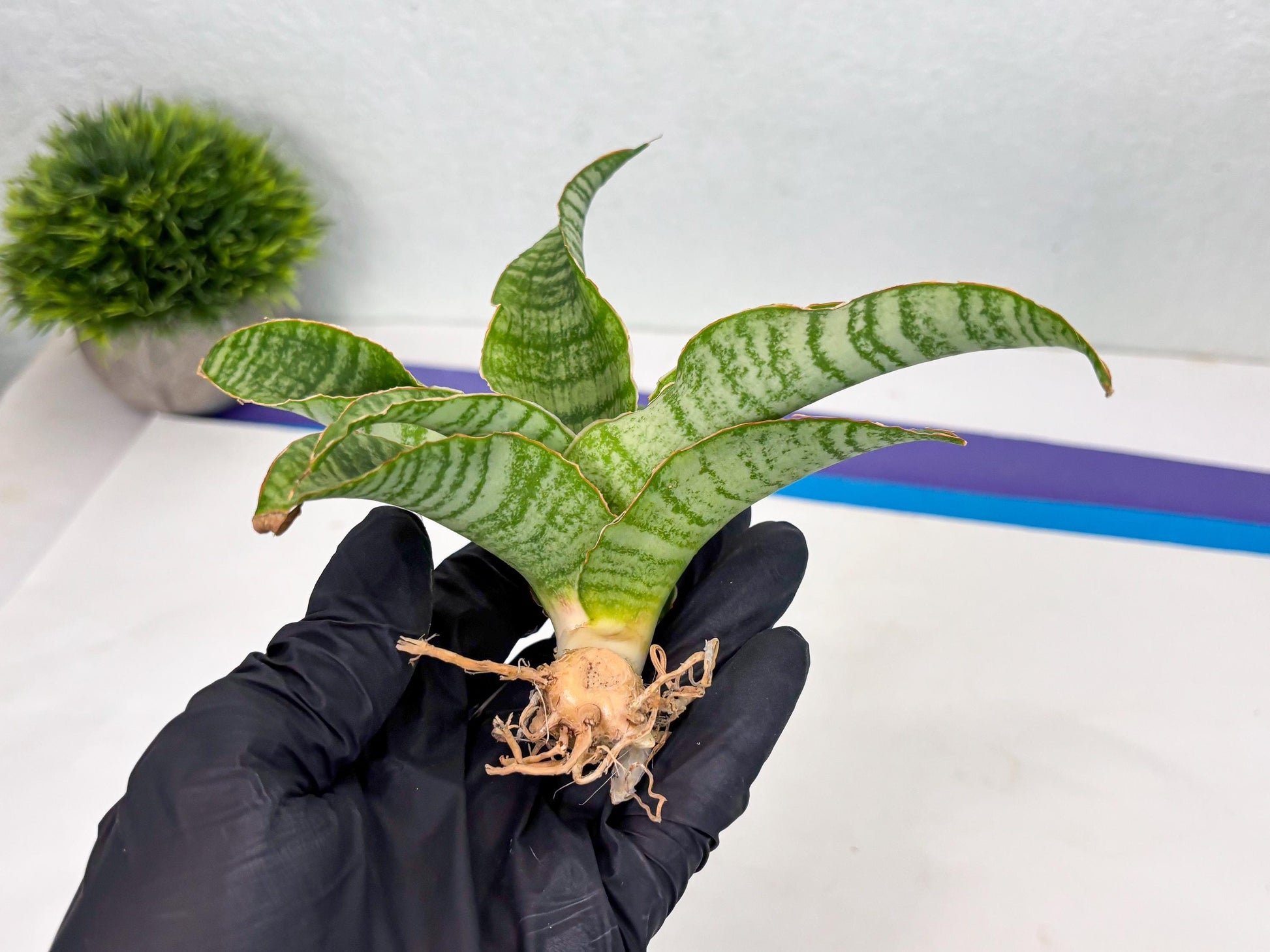 Sansevieria Tidar (Ha4) (4) | Hybrid Snake Plant