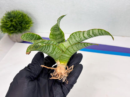 Sansevieria Tidar (Ha4) (4) | Hybrid Snake Plant