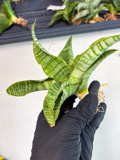 Sansevieria Tidar (Ha4) (4) | Hybrid Snake Plant