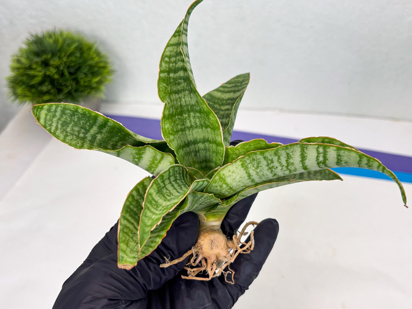 Sansevieria Tidar (Ha4) (4) | Hybrid Snake Plant