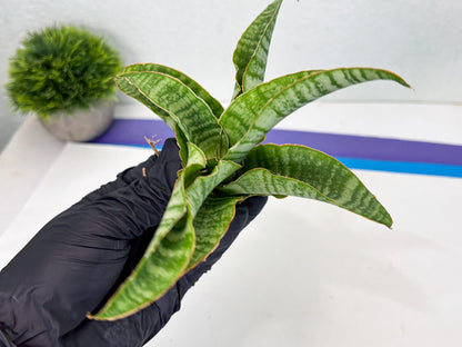 Sansevieria Tidar (Ha4) (4) | Hybrid Snake Plant