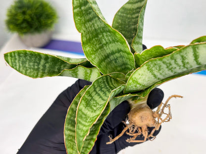 Sansevieria Tidar (Ha4) (4) | Hybrid Snake Plant