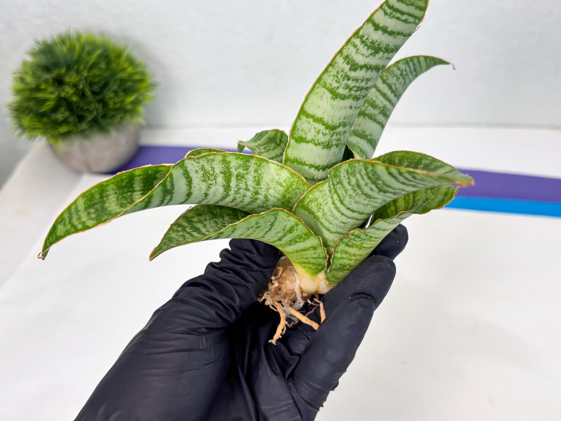 Sansevieria Tidar (Ha4) (4) | Hybrid Snake Plant