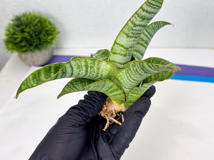 Sansevieria Tidar (Ha4) (4) | Hybrid Snake Plant