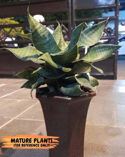 Sansevieria Tidar (Ha4) (4) | Hybrid Snake Plant