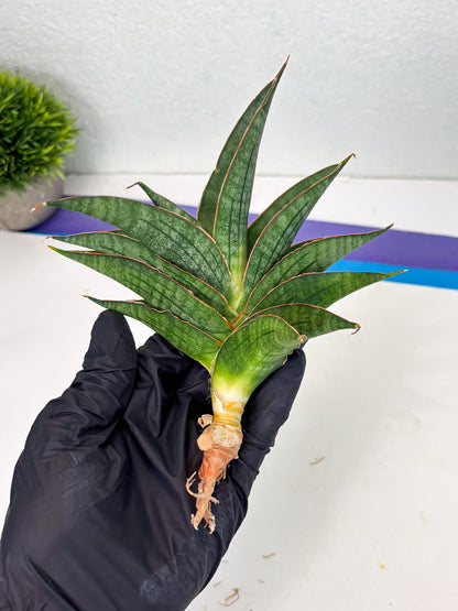 Sansevieria Ao77 (Ha4) (7) | Hybrid Snake Plant