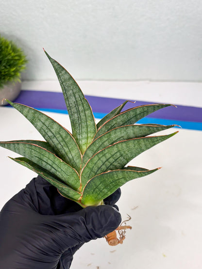 Sansevieria Ao77 (Ha4) (7) | Hybrid Snake Plant