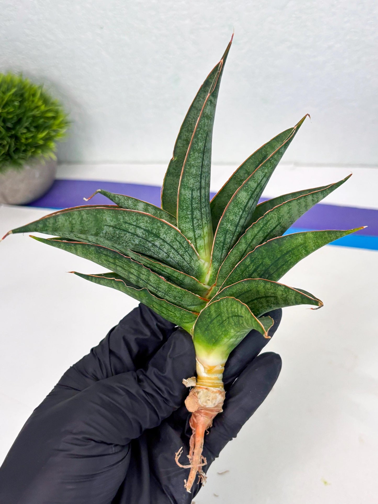 Sansevieria Ao77 (Ha4) (7) | Hybrid Snake Plant
