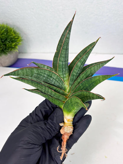 Sansevieria Ao77 (Ha4) (7) | Hybrid Snake Plant