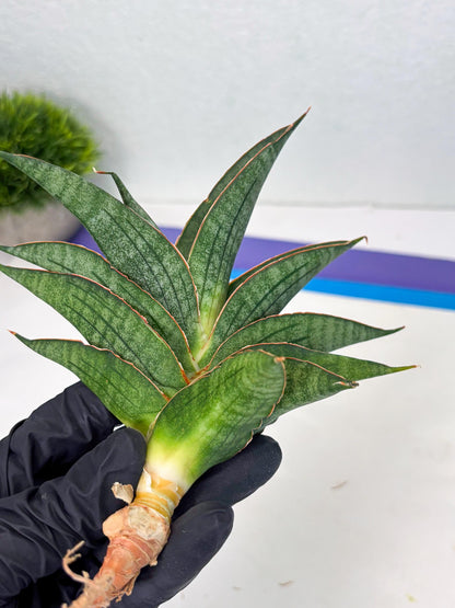 Sansevieria Ao77 (Ha4) (7) | Hybrid Snake Plant
