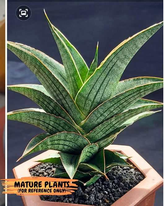 Sansevieria Ao77 (Ha4) (7) | Hybrid Snake Plant
