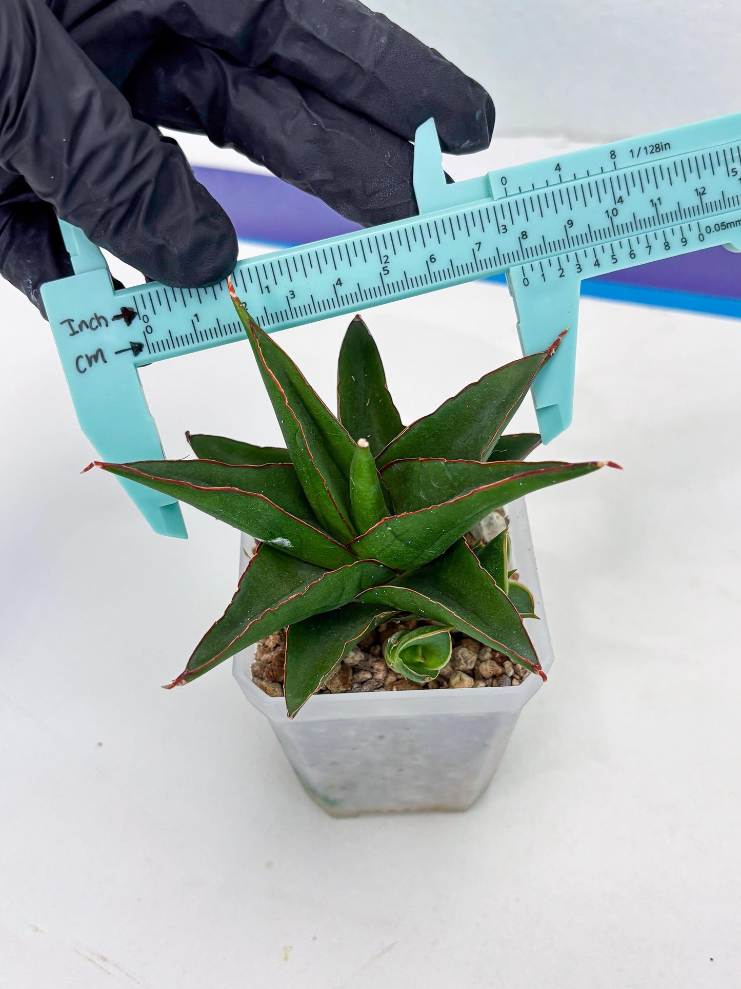 Sansevieria Luna (ba4) (2) | Rare Hybrid Snake plant