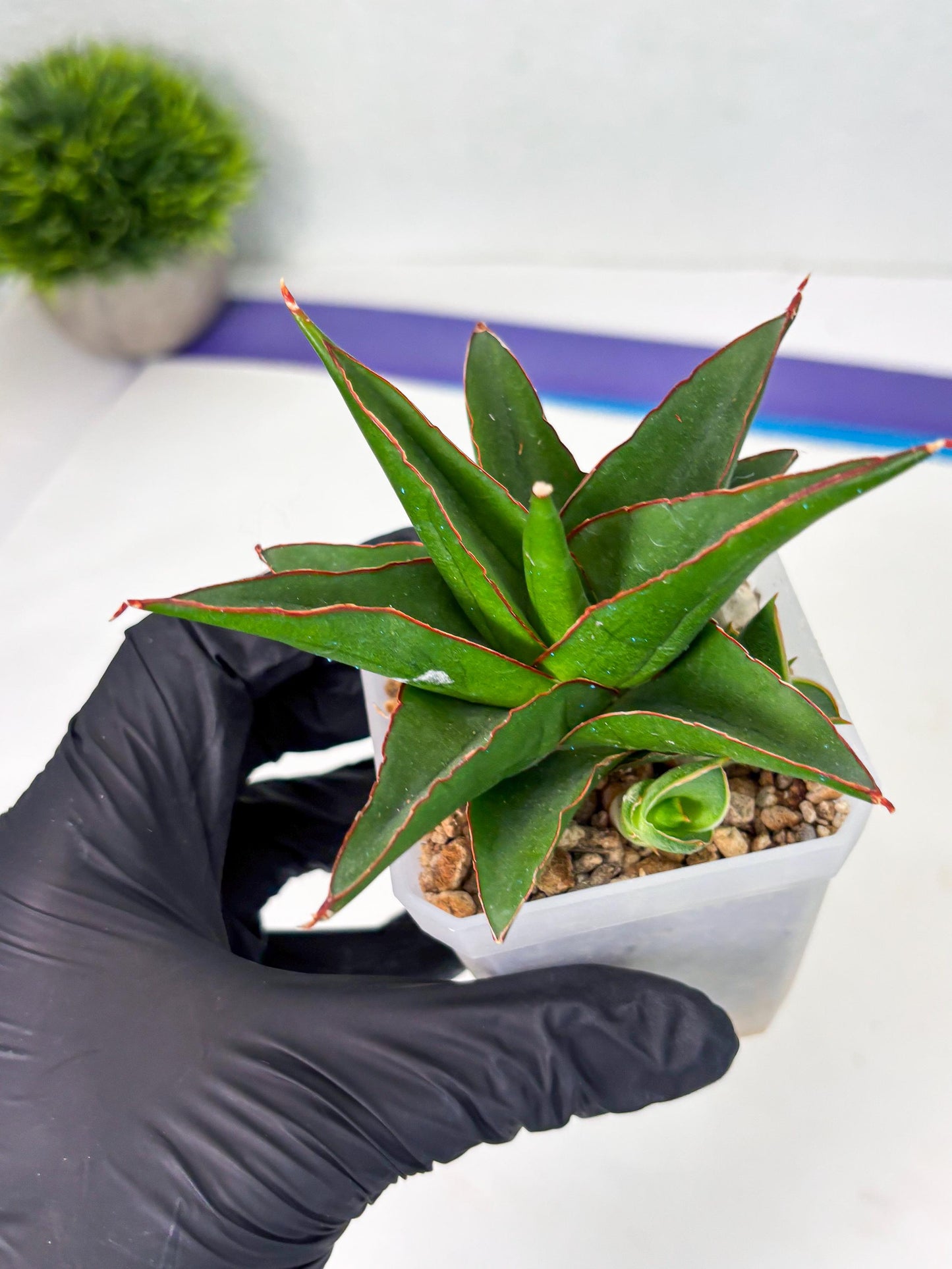 Sansevieria Luna (ba4) (2) | Rare Hybrid Snake plant