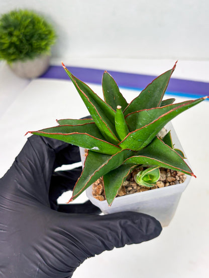 Sansevieria Luna (ba4) (2) | Rare Hybrid Snake plant