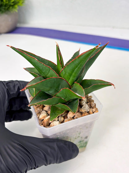 Sansevieria Luna (ba4) (2) | Rare Hybrid Snake plant