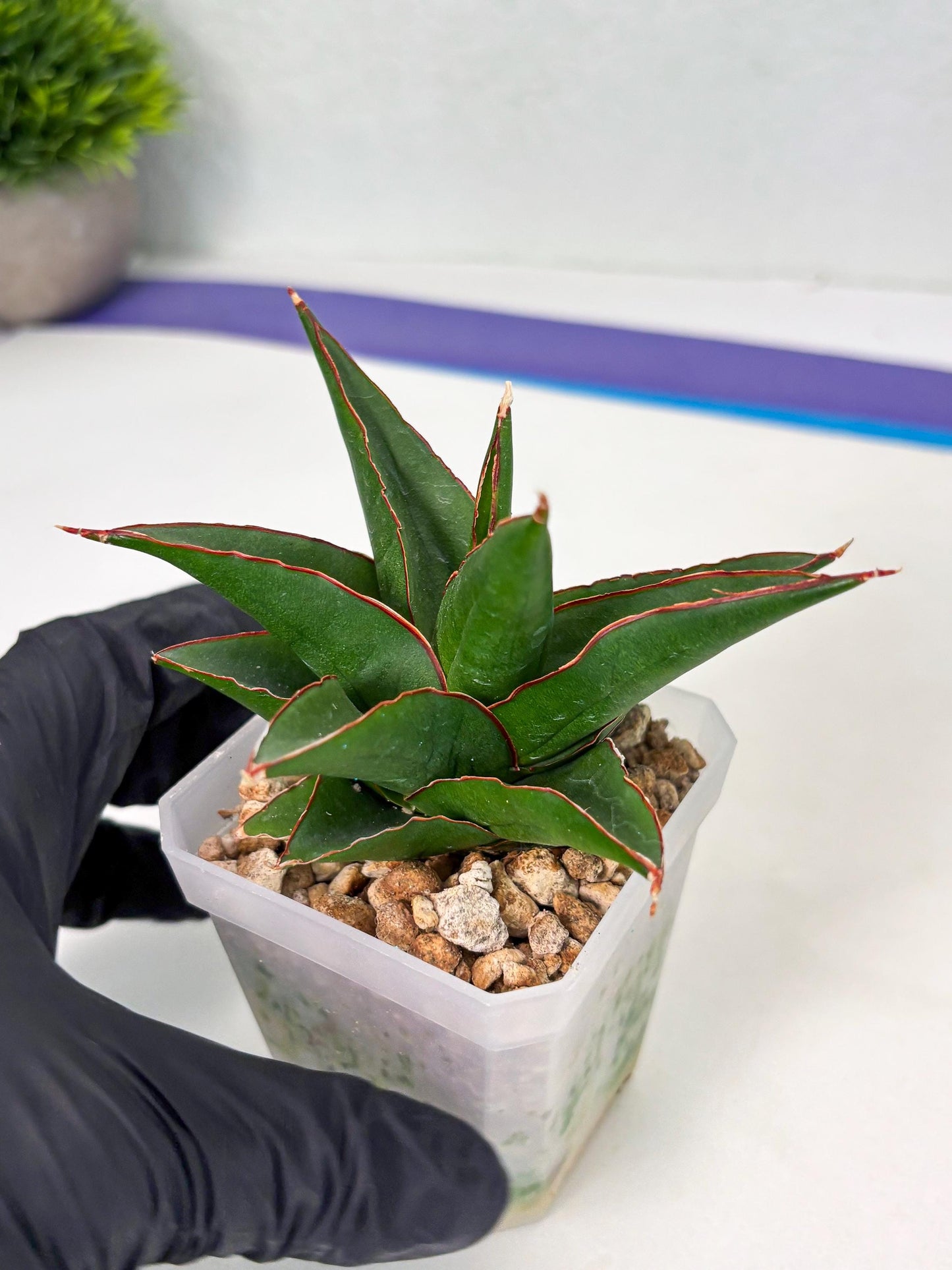 Sansevieria Luna (ba4) (2) | Rare Hybrid Snake plant