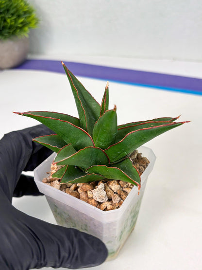 Sansevieria Luna (ba4) (2) | Rare Hybrid Snake plant