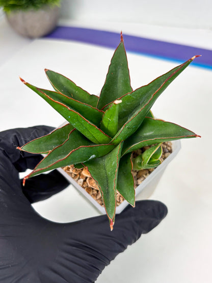 Sansevieria Luna (ba4) (2) | Rare Hybrid Snake plant