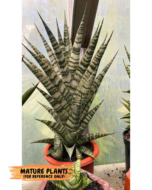Sansevieria Fire (ba2) (14) | Rare imported