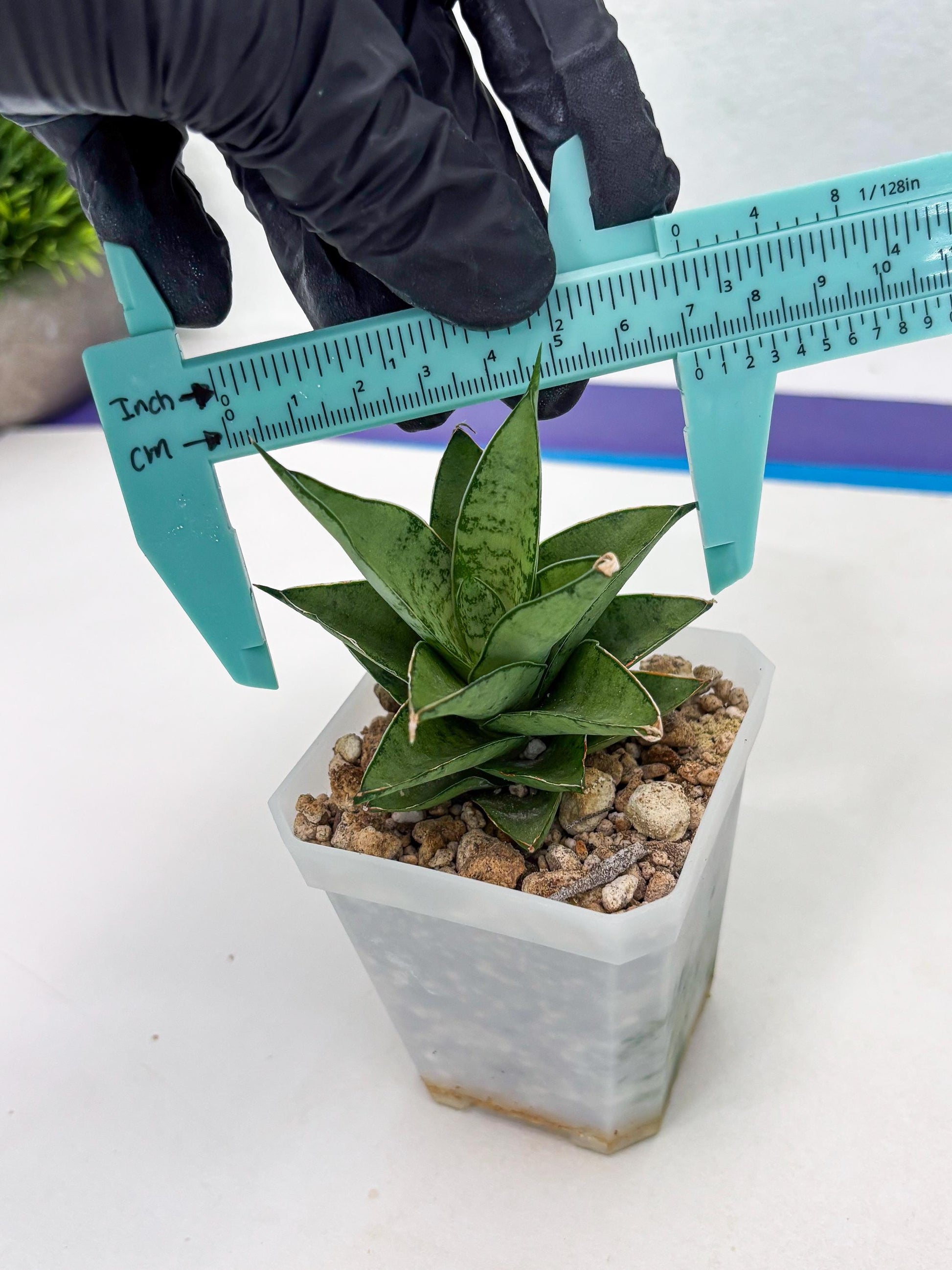 Sansevieria Silver Queen (ba4) (9) | Darf hybrid