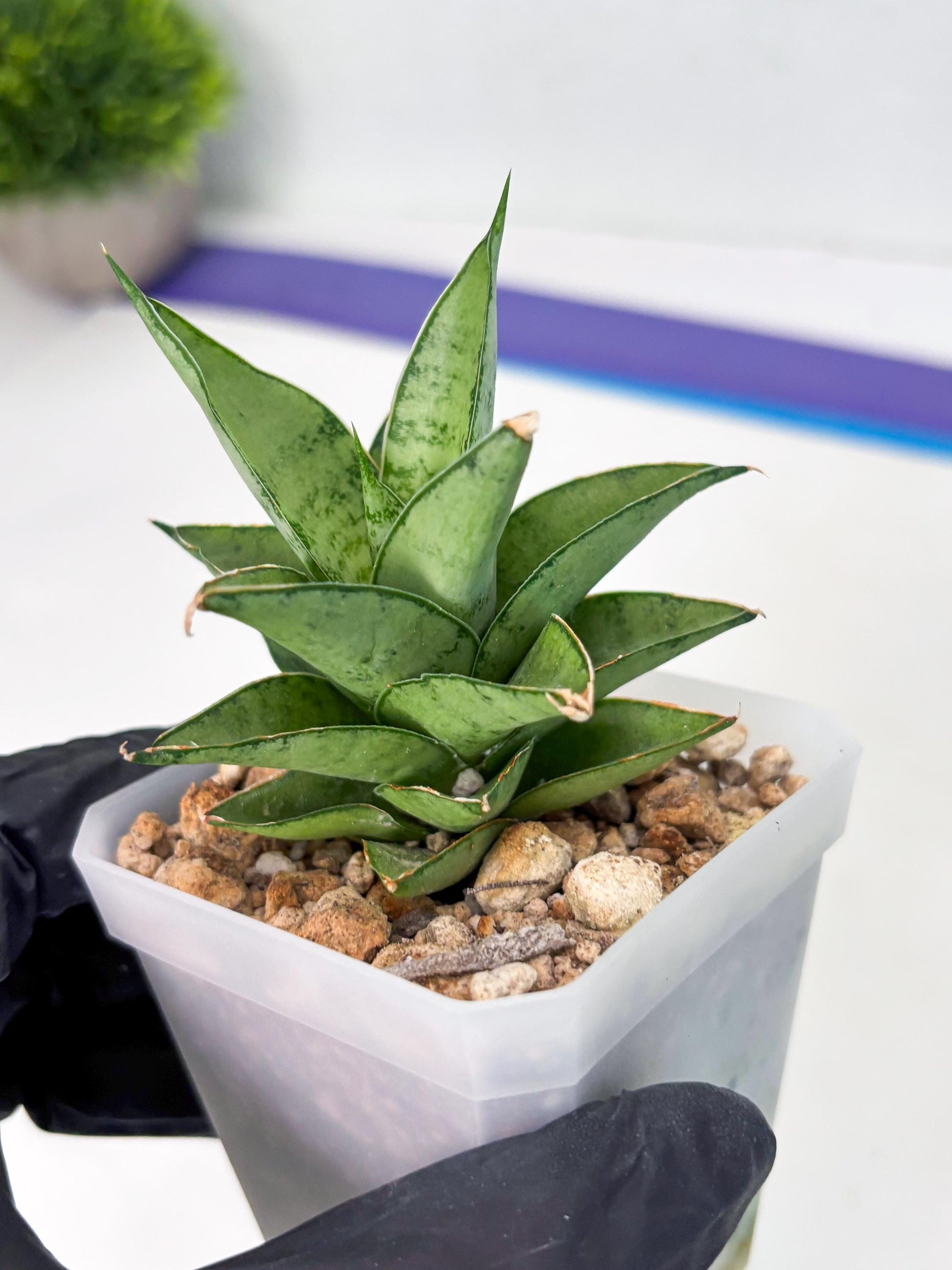 Sansevieria Silver Queen (ba4) (9) | Darf hybrid