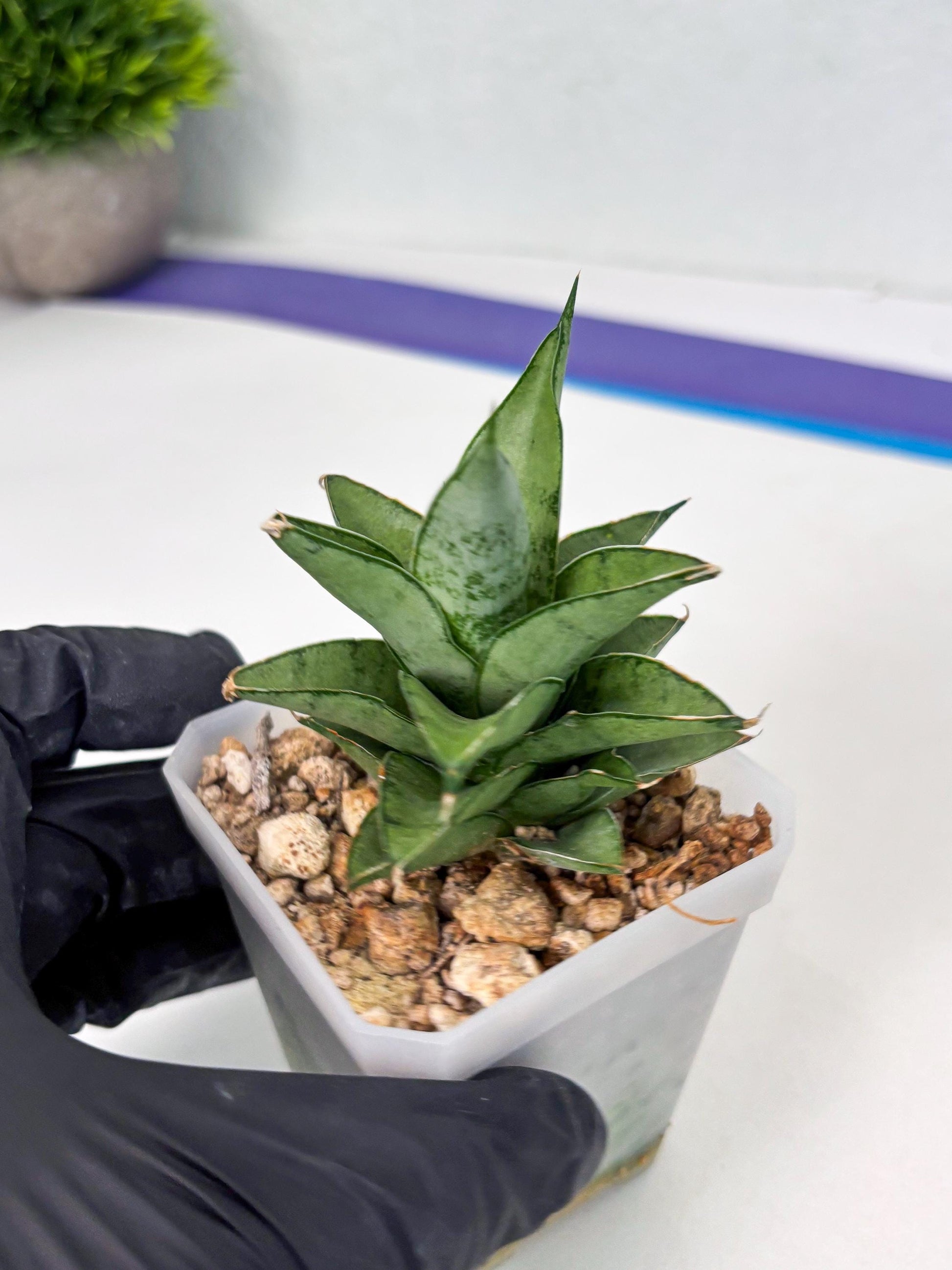 Sansevieria Silver Queen (ba4) (9) | Darf hybrid