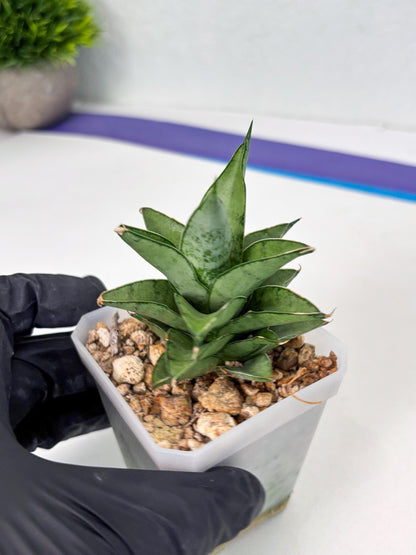 Sansevieria Silver Queen (ba4) (9) | Darf hybrid