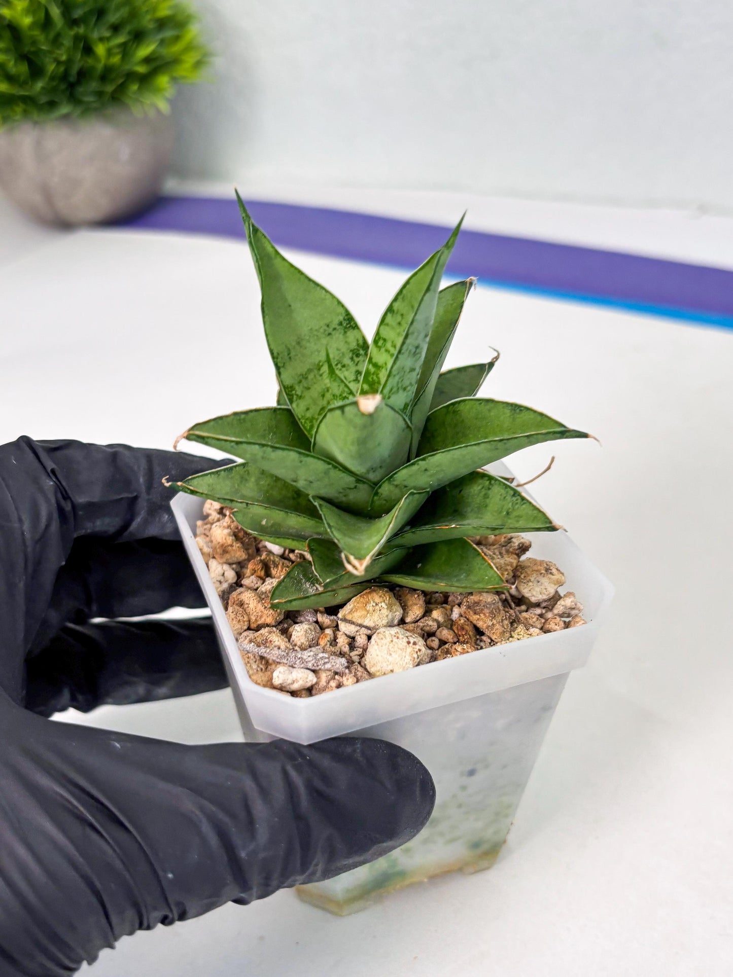 Sansevieria Silver Queen (ba4) (9) | Darf hybrid