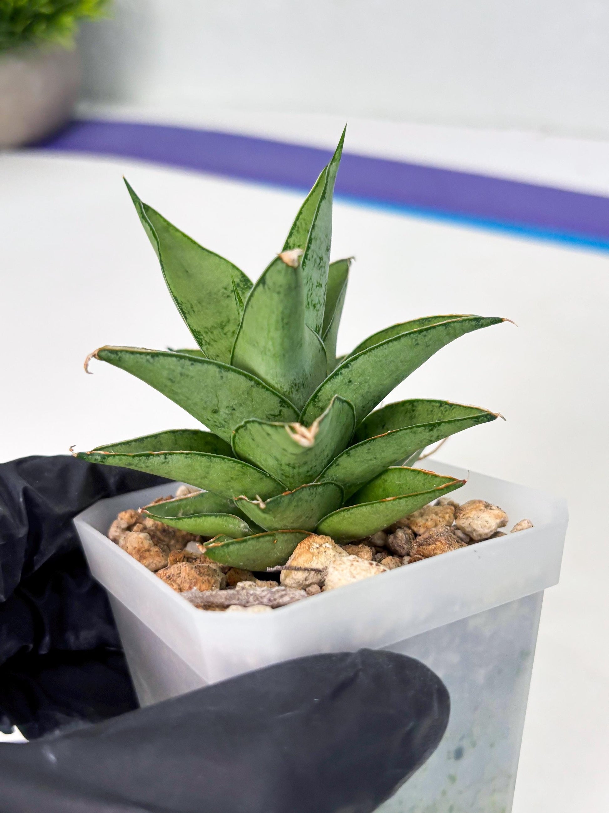 Sansevieria Silver Queen (ba4) (9) | Darf hybrid