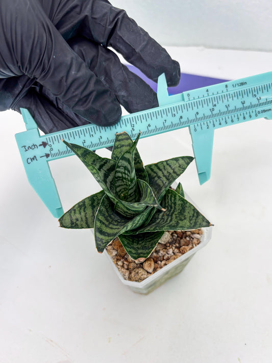 Sansevieria Xiena (ba4) (11) | rare Hybrid