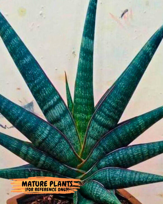Sansevieria Jadu (ba2) (18) | Rare imported