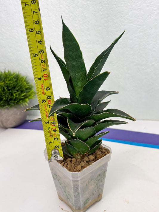 Sansevieria Teacher (ba4) (16) | Rare Hybrid Snake plant