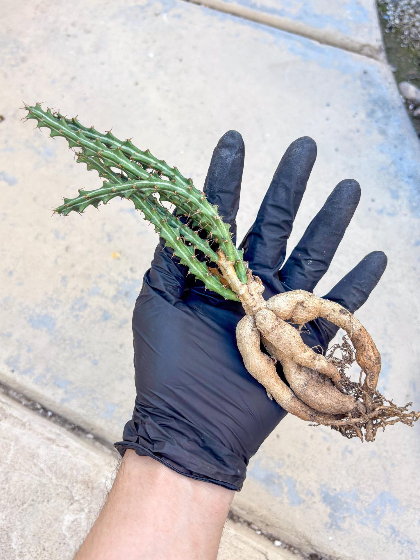 Euphorb knuthii (p) | Rare Cactus