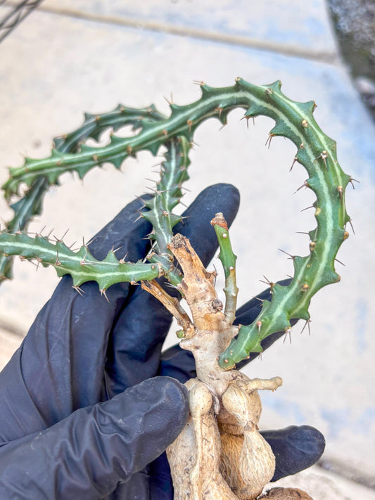 Euphorb knuthii (y) | Rare Cactus