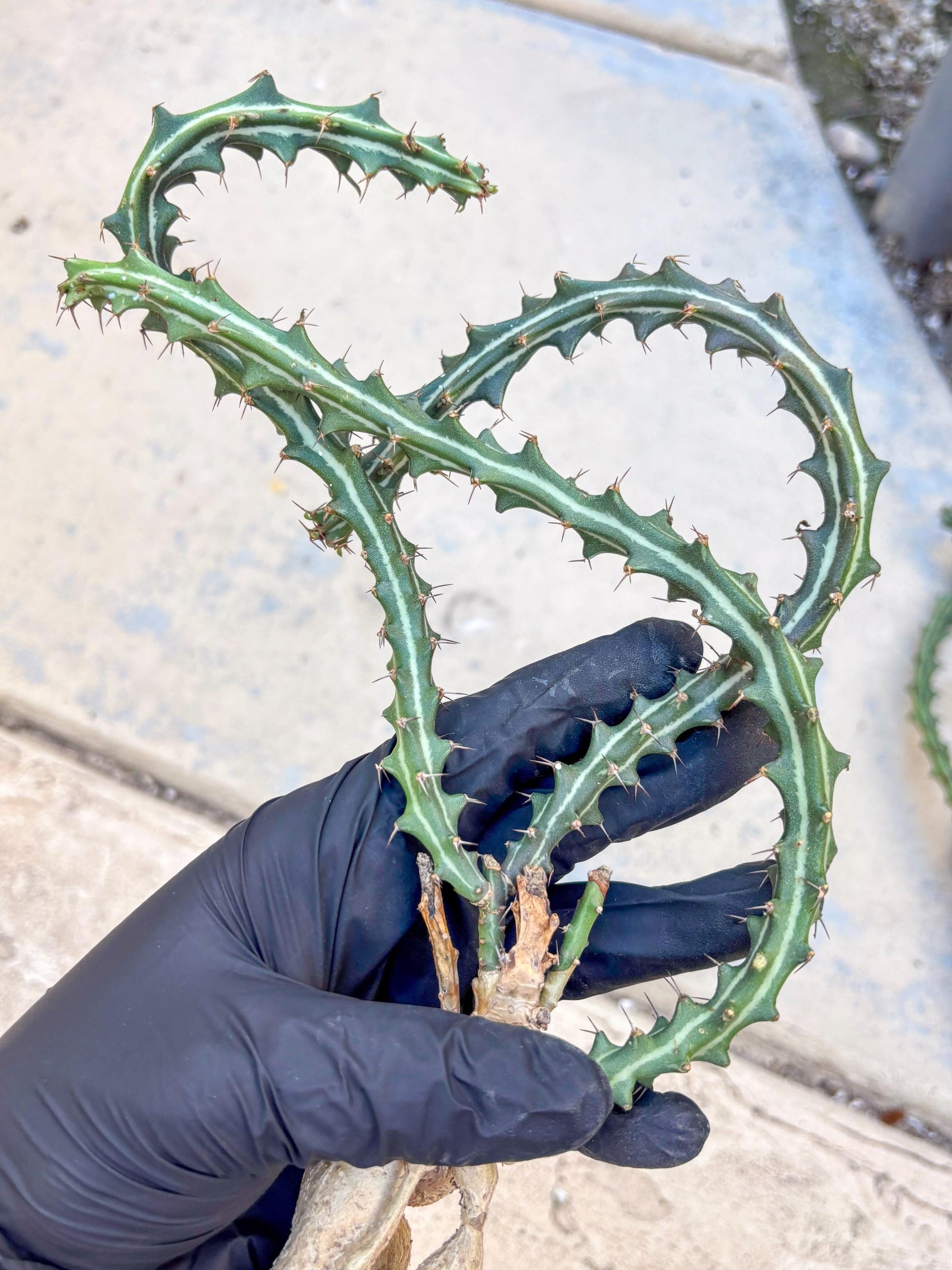 Euphorb knuthii (y) | Rare Cactus