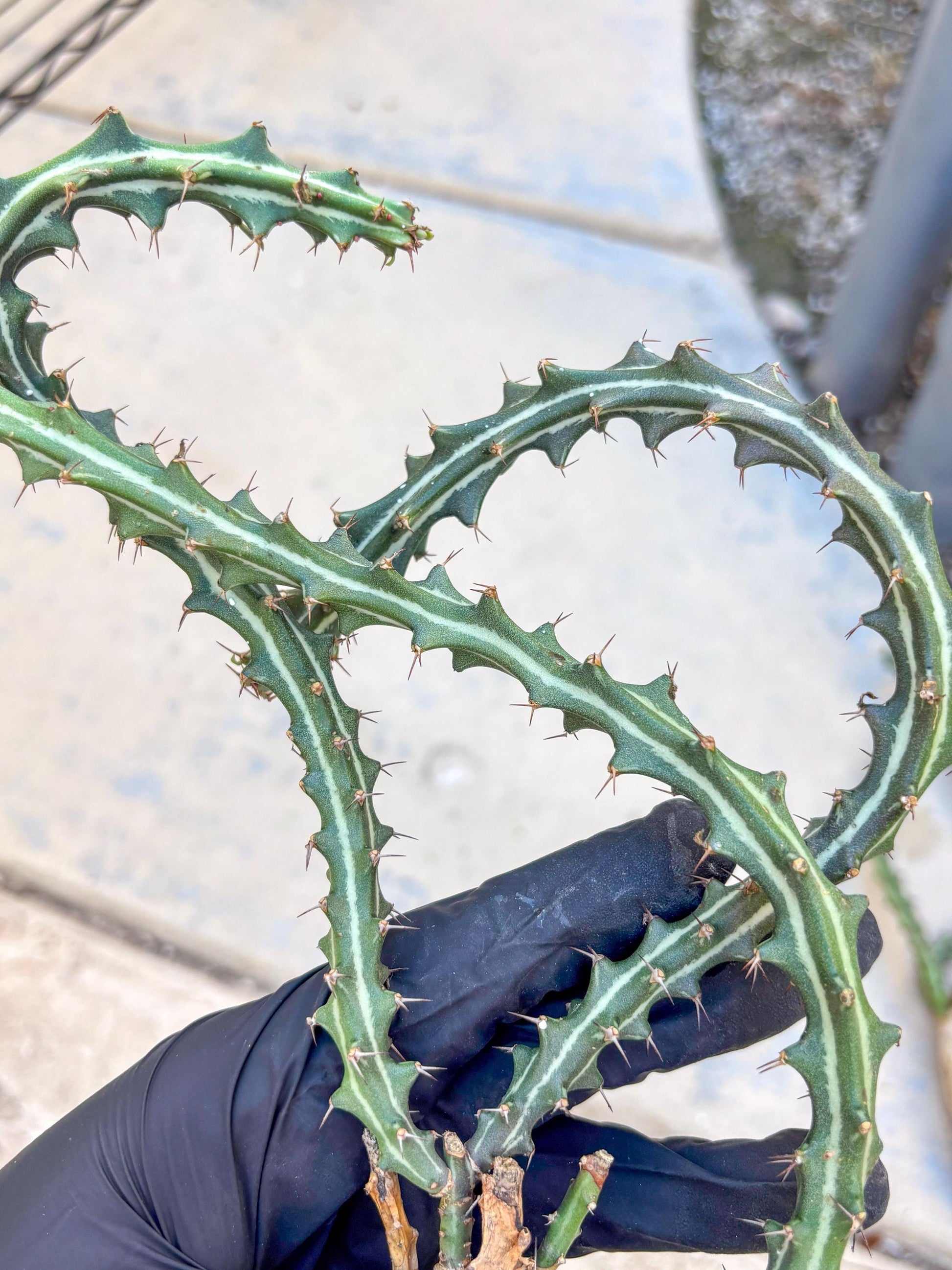 Euphorb knuthii (y) | Rare Cactus