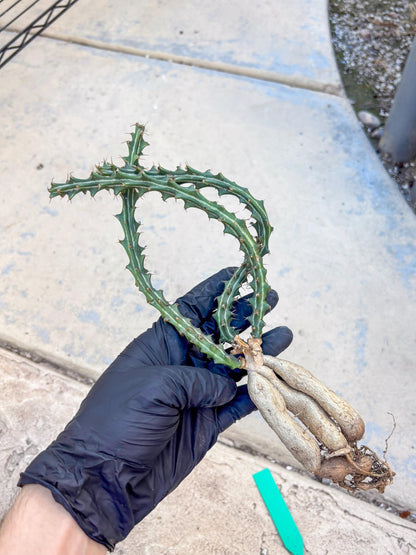 Euphorb knuthii (g) | Rare Cactus