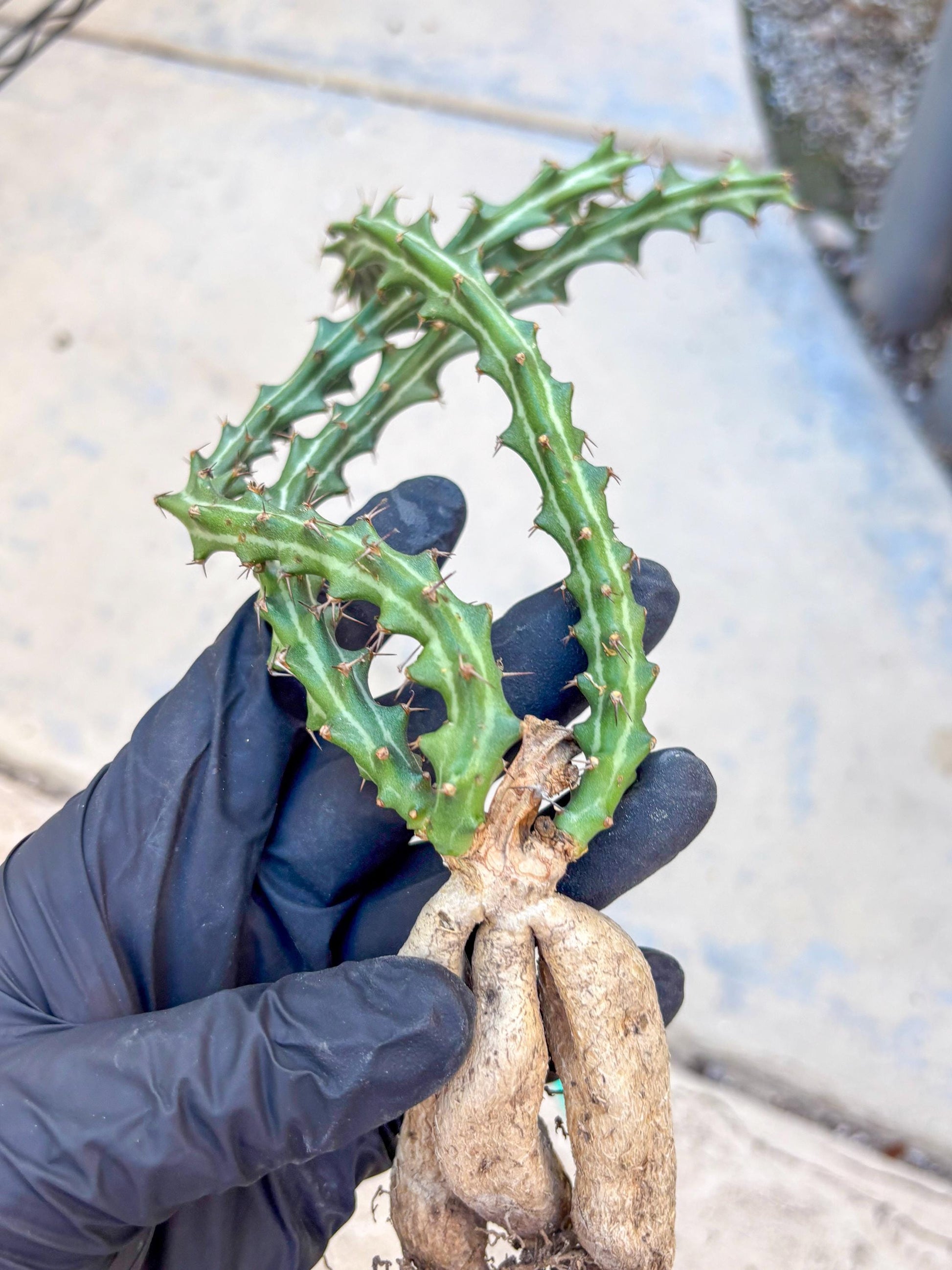 Euphorb knuthii (g) | Rare Cactus