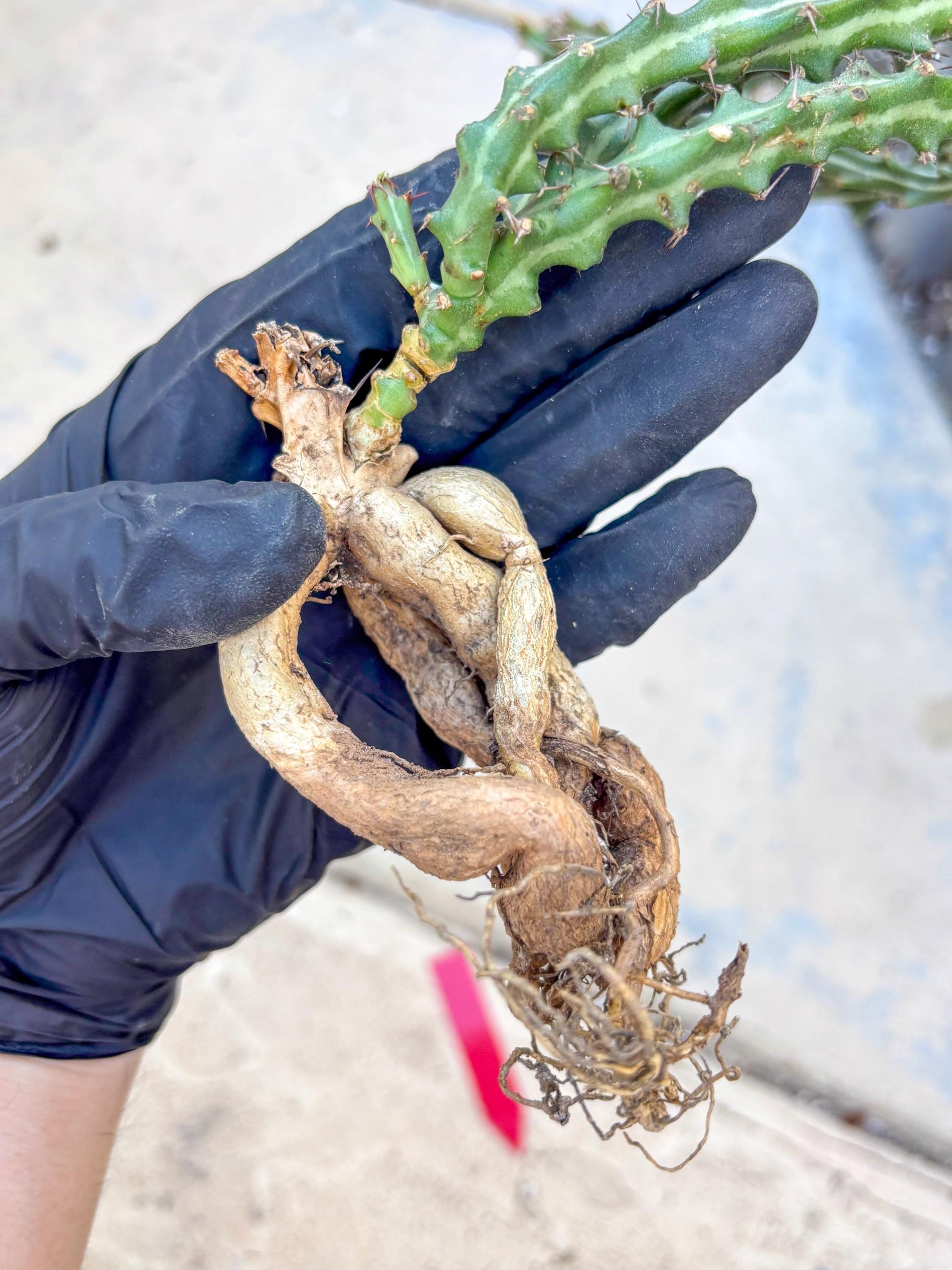 Euphorb knuthii (r) | Rare Cactus